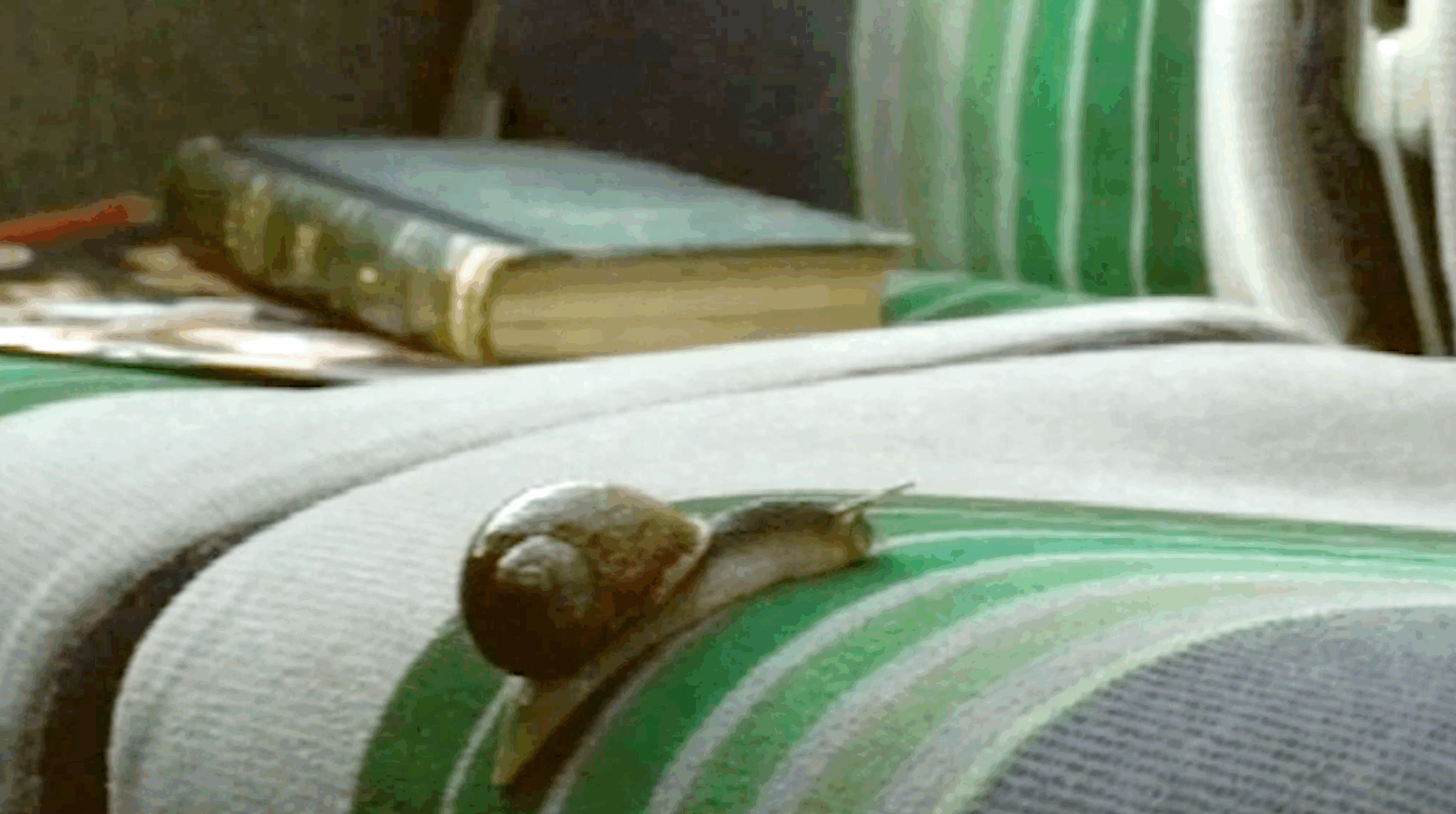 Snail